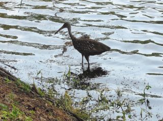 An Ibis seeks lunch in one of the many lakes and ponds in the Meadows. Photo by Robert Hackney