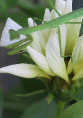 Praying Mantis